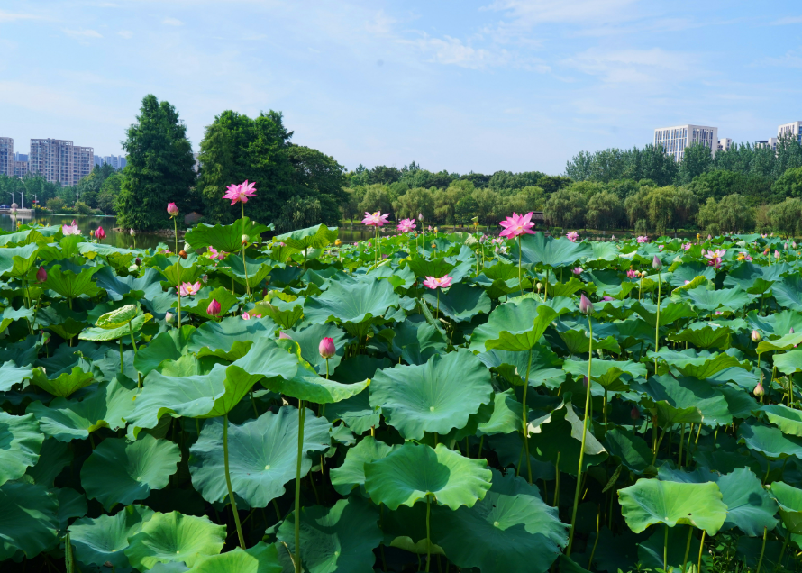 蔬菜配送公司與您分享夏季養生訣竅