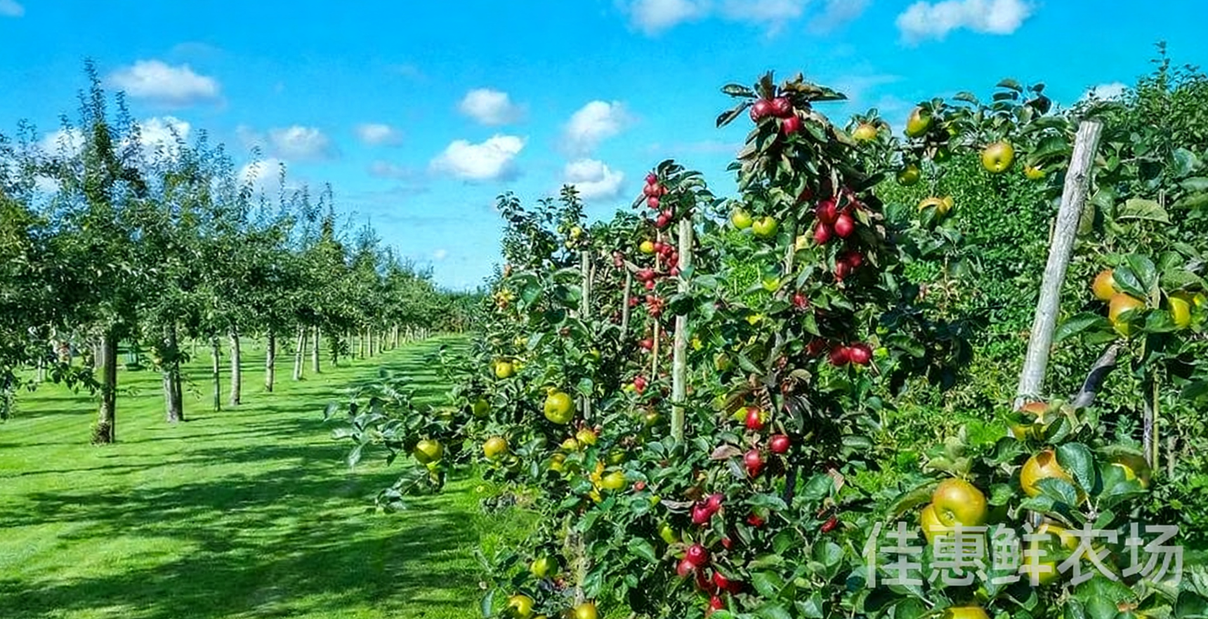 送菜公司?與您探討老年人秋季養生應該吃哪些水果？
